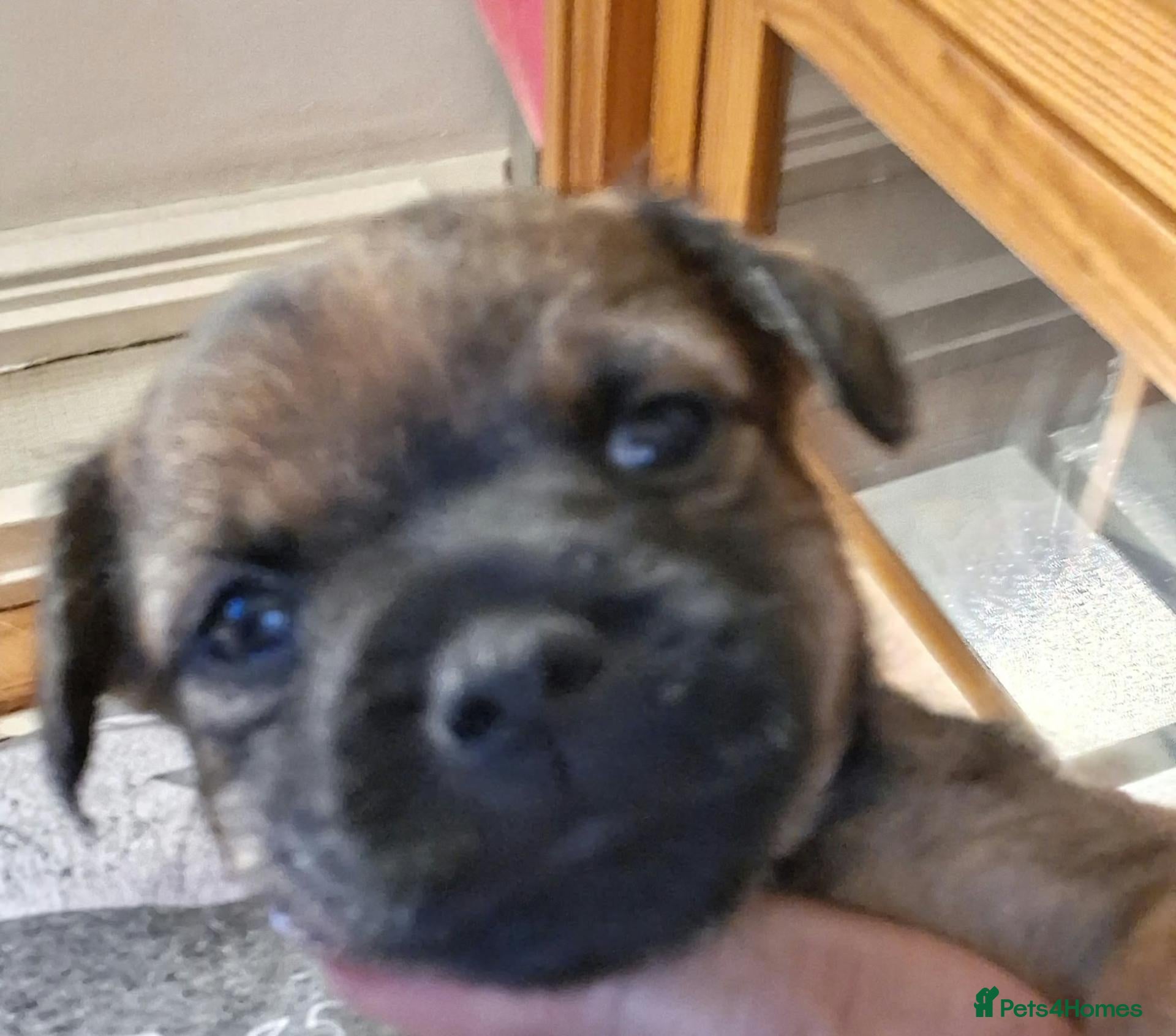 Border Terrier dogs Beautiful border terriers puppies  - Advert 4