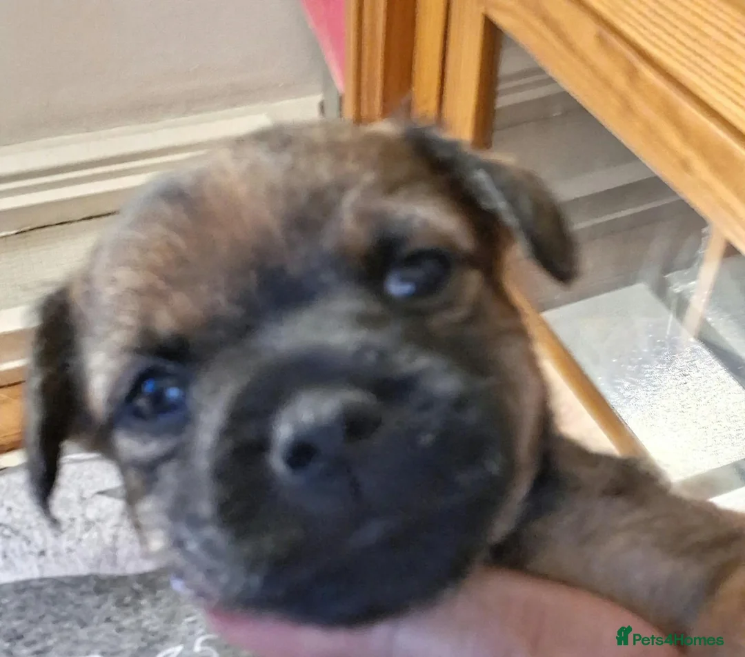 Border Terrier dogs for sale: Beautiful border terriers puppies  - Advert 1