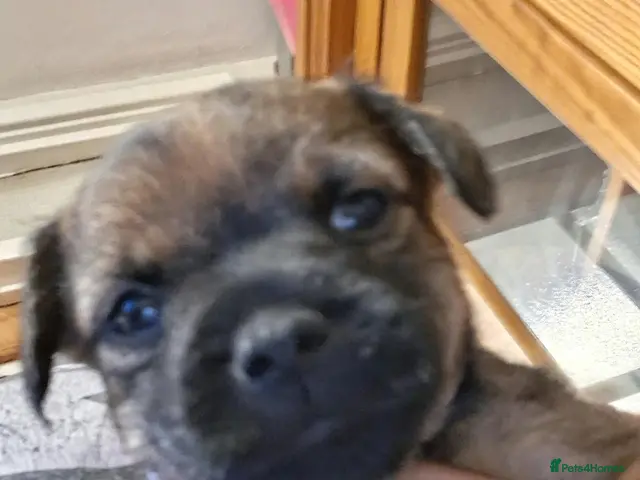 Border Terrier dogs Beautiful border terriers puppies - Advert 14