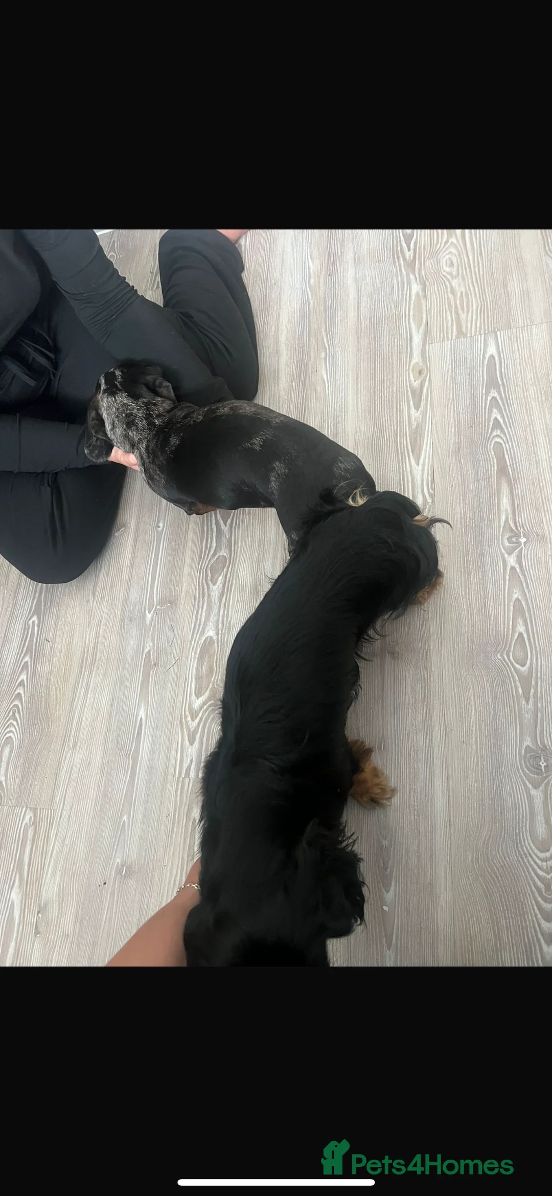 Miniature Dachshund dogs for stud: 🔥Proven KC Registered Miniature Dachshund Stud🔥  - Advert 4
