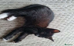 Mixed Breed cats for sale: URGENT FOREVER HOME NEEDED ASAP - Image 9