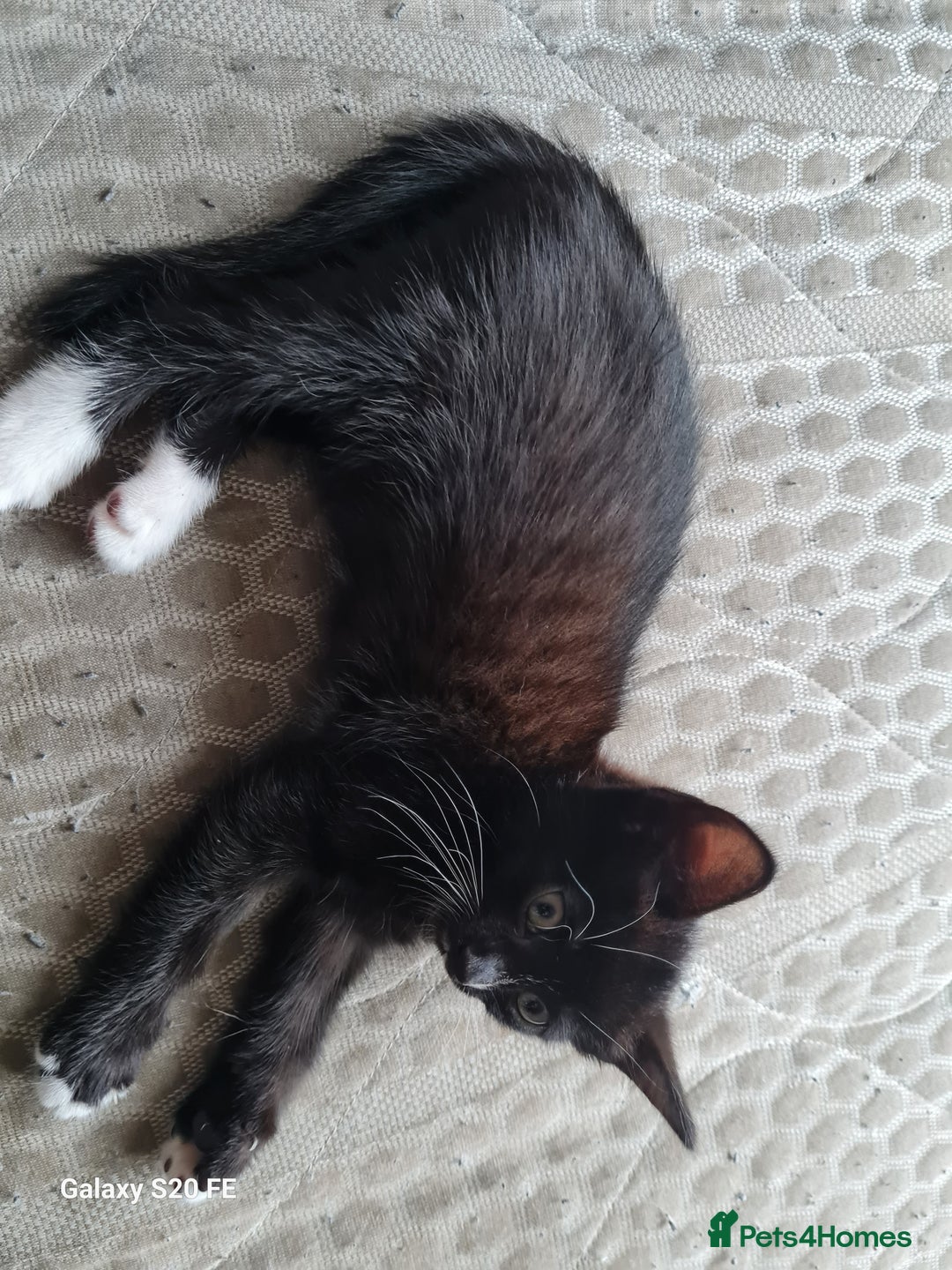 Mixed Breed cats for sale: URGENT FOREVER HOME NEEDED ASAP - Image 9