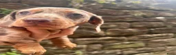 Dachshund dogs for sale: Female miniature Dachshund  - Advert 6