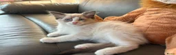 Ragdoll cats for sale: GCCF Ragdoll Kittens in Chichester - Advert 15