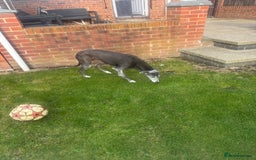 Lurcher dogs for sale: Lurches for sale  - Image 15