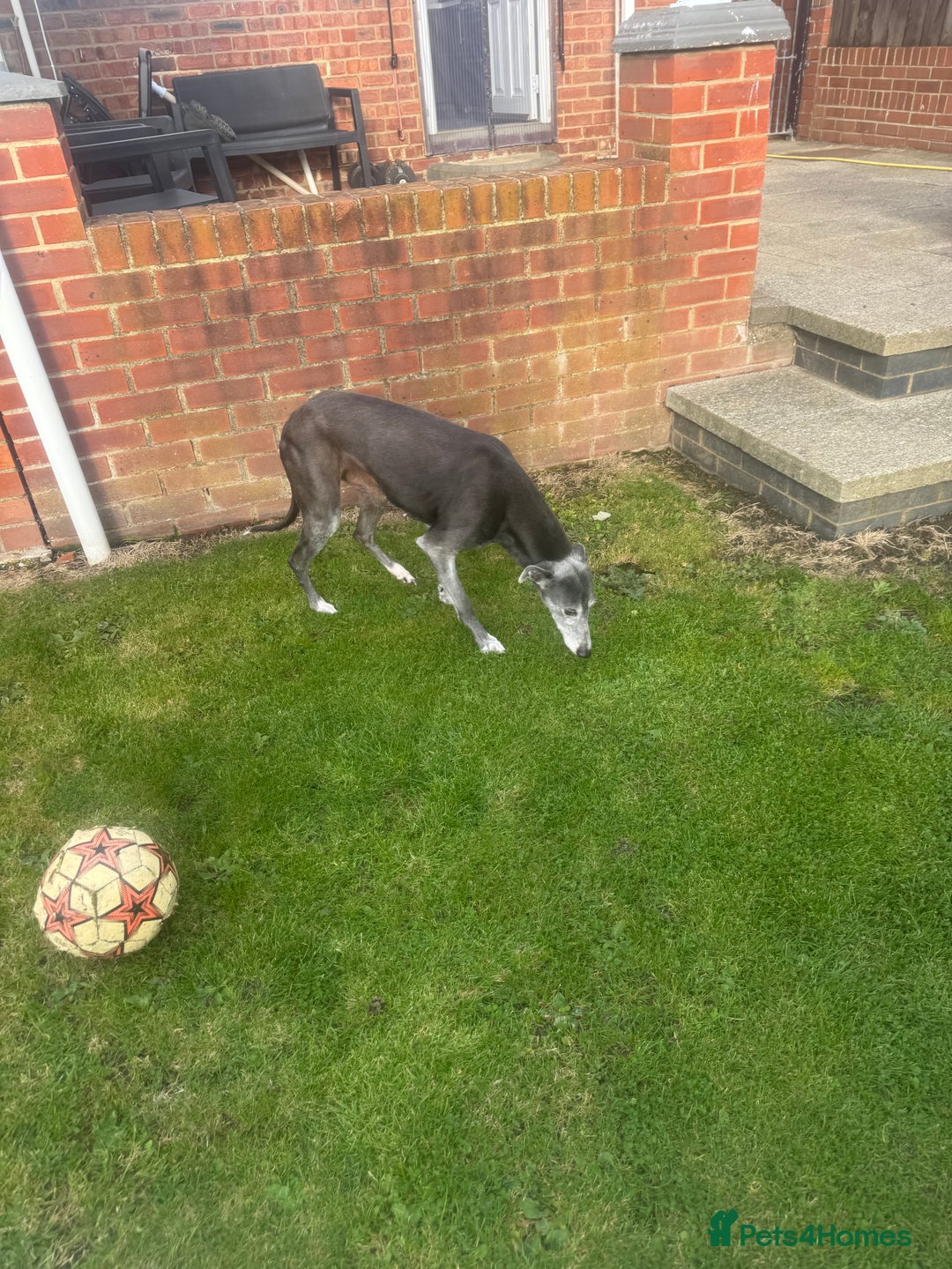 Lurcher dogs for sale: Lurches for sale  - Image 15