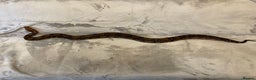 Boa Snake reptiles for sale: Baby Boa Constrictor  - Advert 10