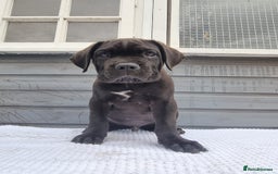 Cane Corso dogs for sale: Italian cane corso puppies  - Image 6