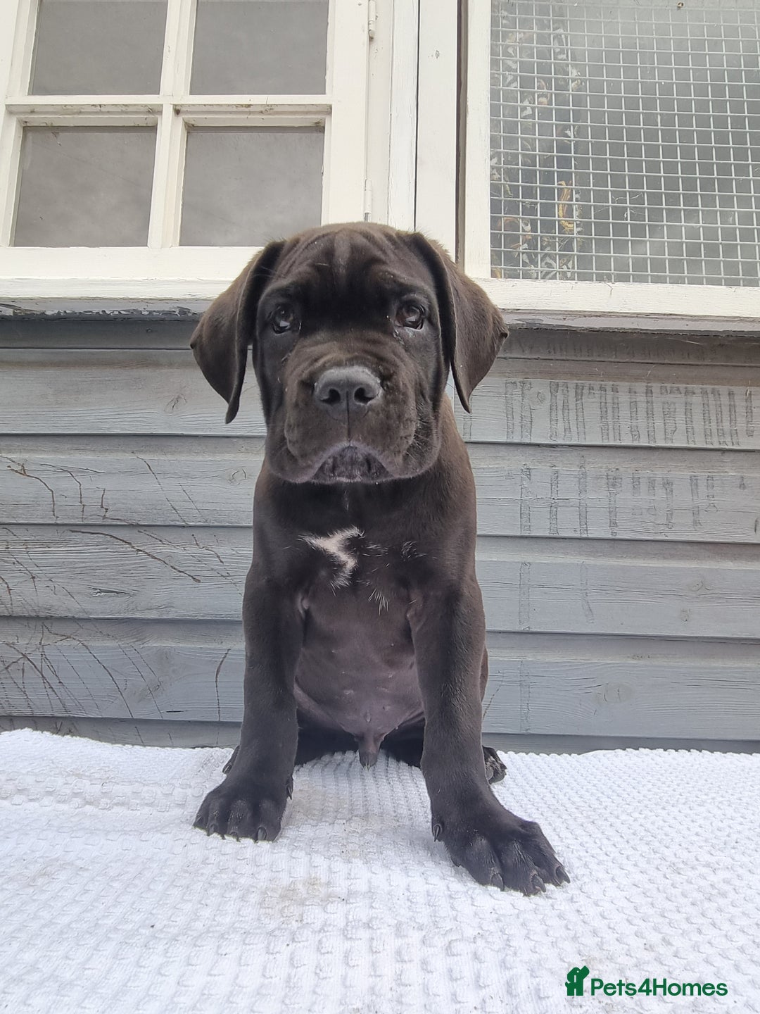 Cane Corso dogs for sale: Italian cane corso puppies  - Image 6