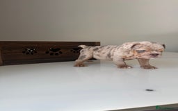 English Bulldog dogs for sale: 🏡 Ready to leave this Sunday 27.07.25 🏡 in Crawley - Image 14