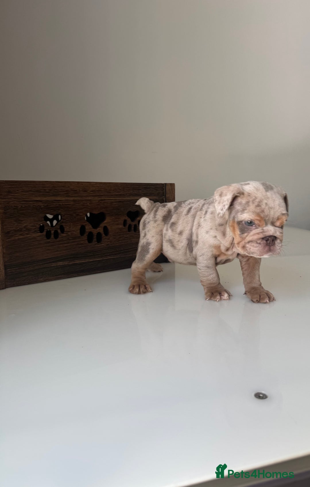 English Bulldog dogs for sale: 🏡 Ready to leave this Sunday 27.07.25 🏡 in Crawley - Image 14