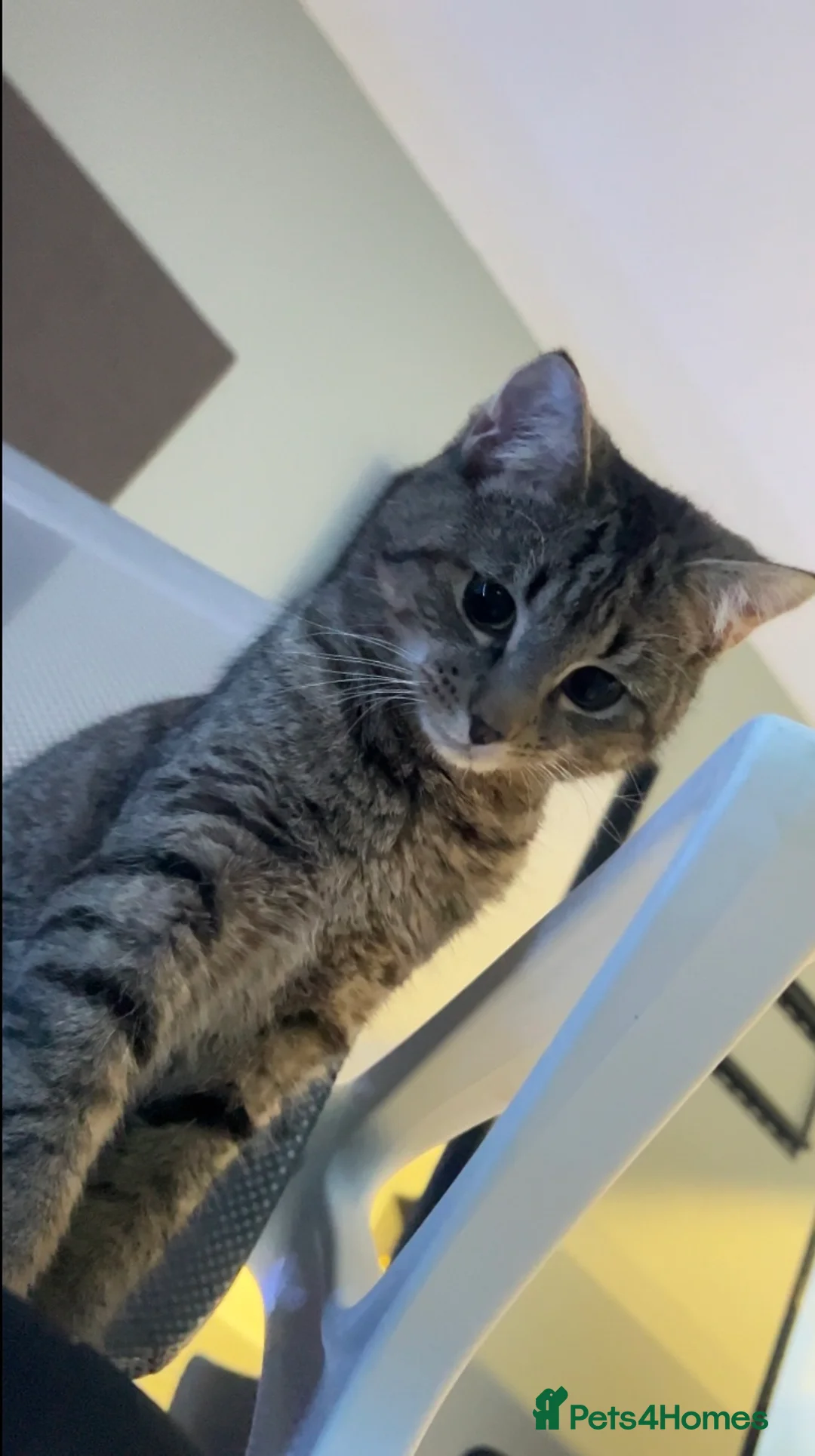 British Shorthair cats for sale: Milo  - Advert 2