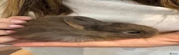 Netherland Dwarf rabbits for sale: Baby Netherland dwarf rabbits  - Advert 4
