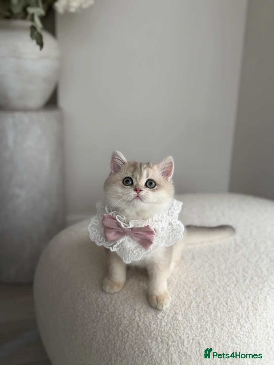 British Shorthair cats for sale: Blue Golden British Shorthair kitty - Advert 9