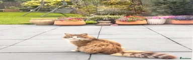 Maine Coon 1