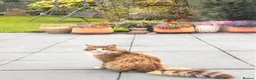 Maine Coon cats for sale: 1 year old MaineCoon Female + stuff in Birmingham - Advert 3