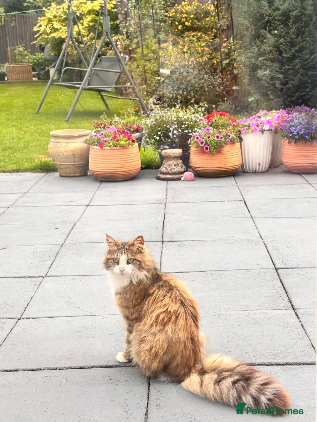 Maine Coon cats for sale: 1 year old MaineCoon Female + stuff in Birmingham - Advert 3