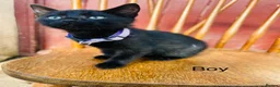 Mixed Breed cats for sale: *READY NOW* 3 Beautiful Black Kittens  - Advert 20