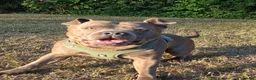 Staffordshire Bull Terrier dogs for stud: STUD 7th GEN BLUE STAFF LOKI IS READY TO BREED - Advert 4