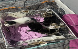 Domestic Shorthair cats for sale: 3 kittens, 1 male and 2 female - Image 4