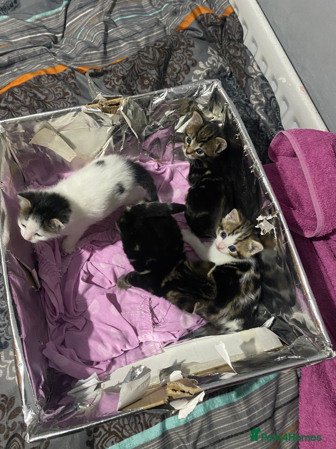 Domestic Shorthair cats for sale: 3 kittens, 1 male and 2 female - Image 4