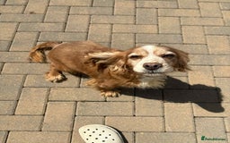 Cocker Spaniel dogs for sale: 2 cocker spaniels  - Image 2
