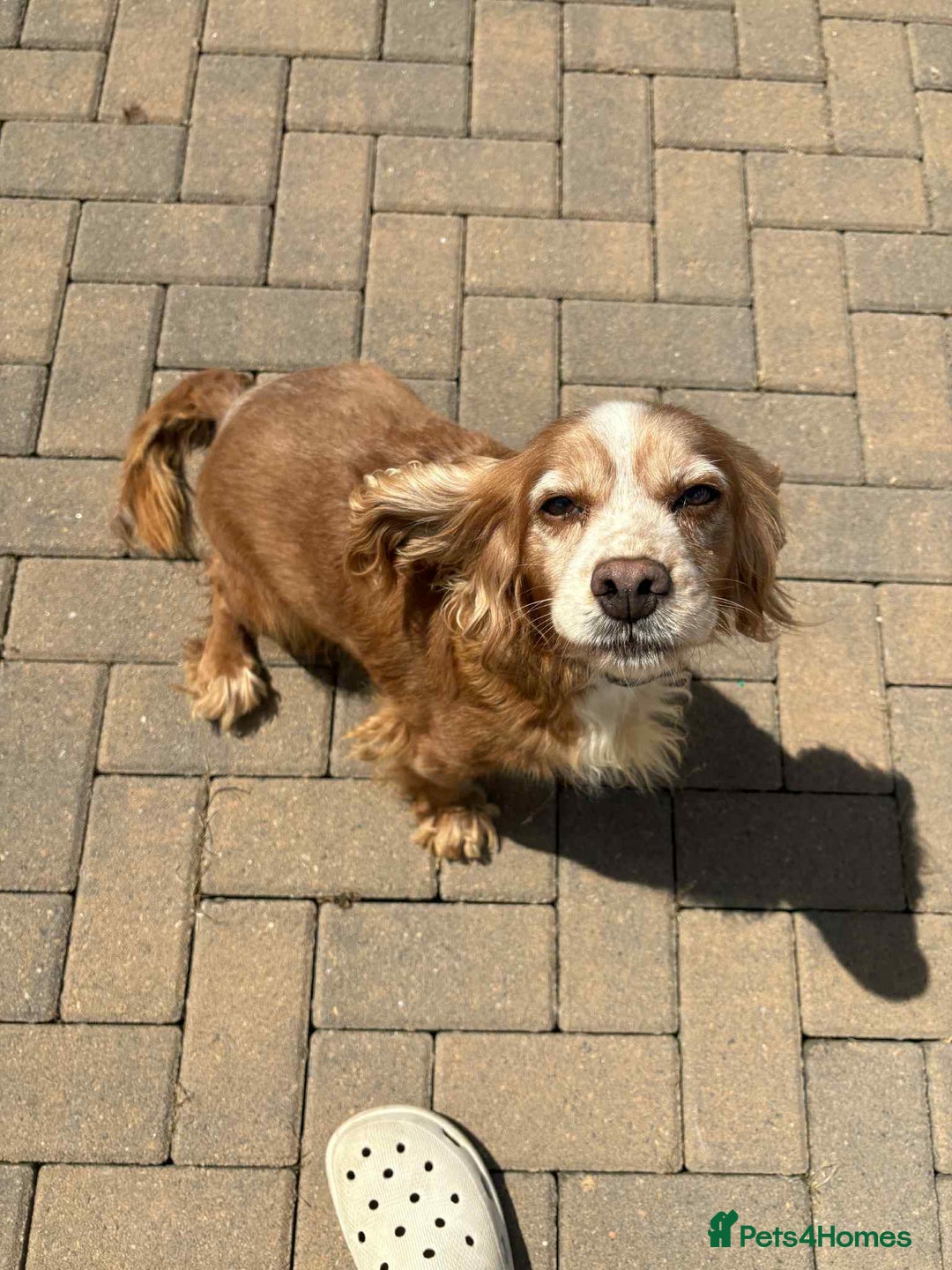 Cocker Spaniel dogs for sale: 2 cocker spaniels  - Image 2