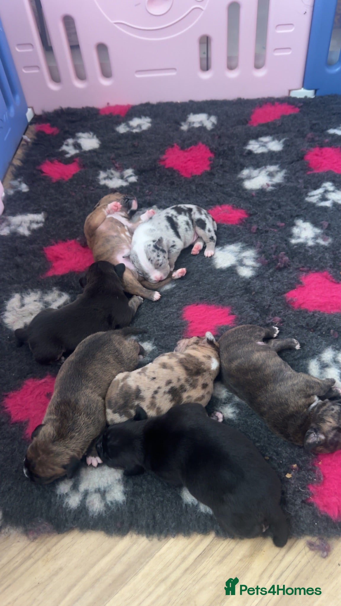 Mixed Breed dogs Pocket bully x Staffie pups  - Advert 1