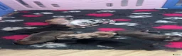 Mixed Breed dogs for sale: Pocket bully x Staffie pups  in Harrogate - Advert 1