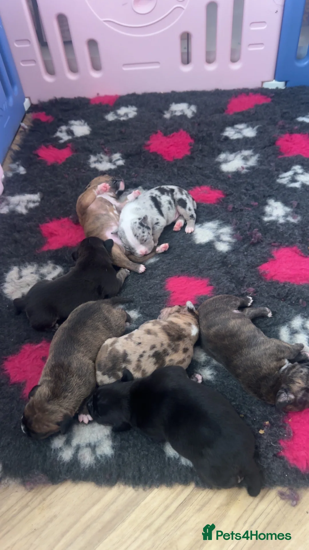 Mixed Breed dogs for sale: Pocket bully x Staffie pups  in Harrogate - Advert 1