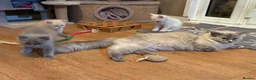 Ragdoll cats for sale: Pedigree registered mink /sepia Ragdolls - Advert 5