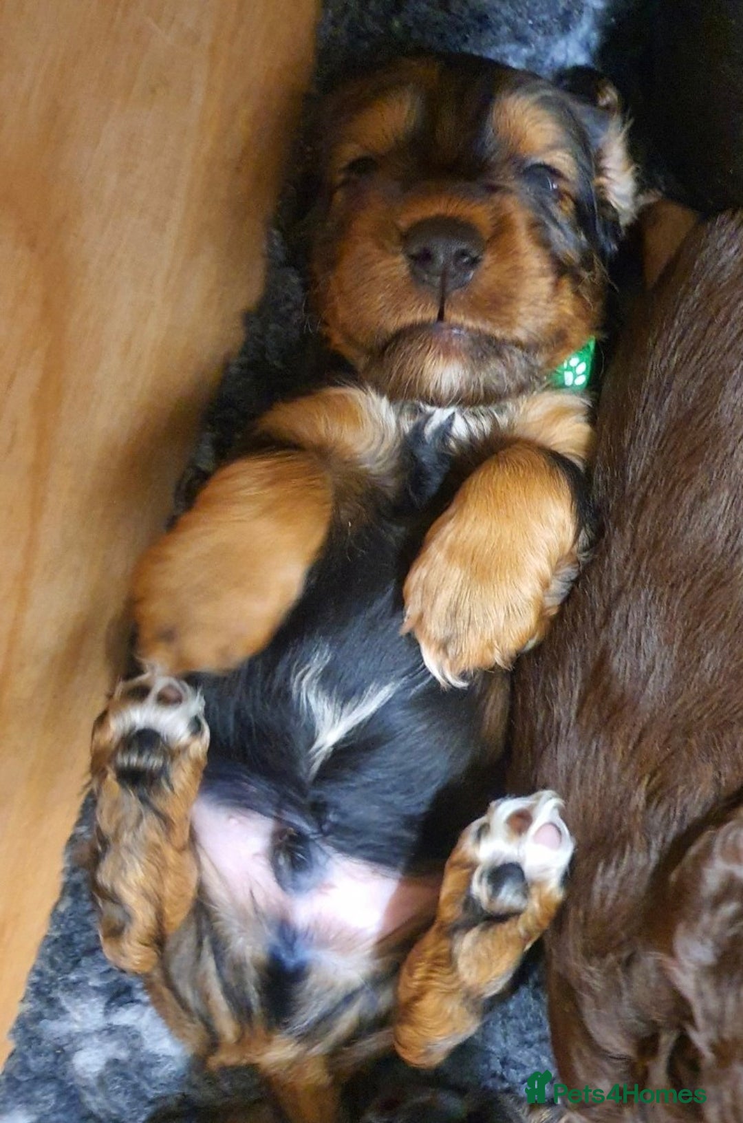 Cocker Spaniel dogs for sale: Litter of gorgeous cocker spaniel puppies  - Advert 13