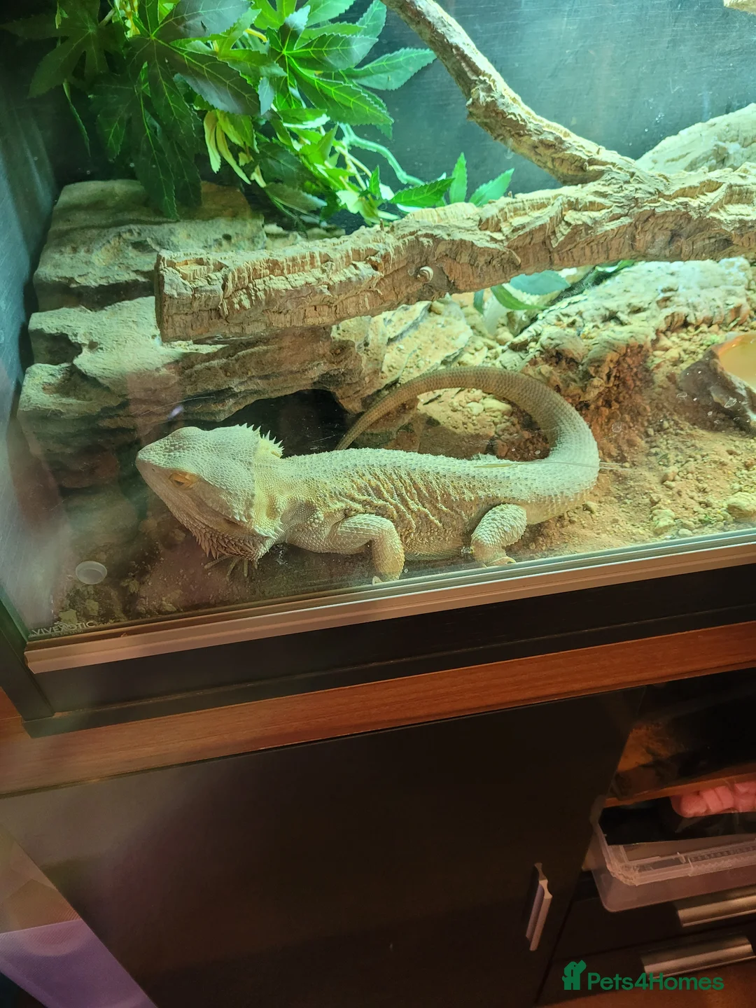 Bearded Dragon reptiles for sale: Bearded dragon  - Advert 2