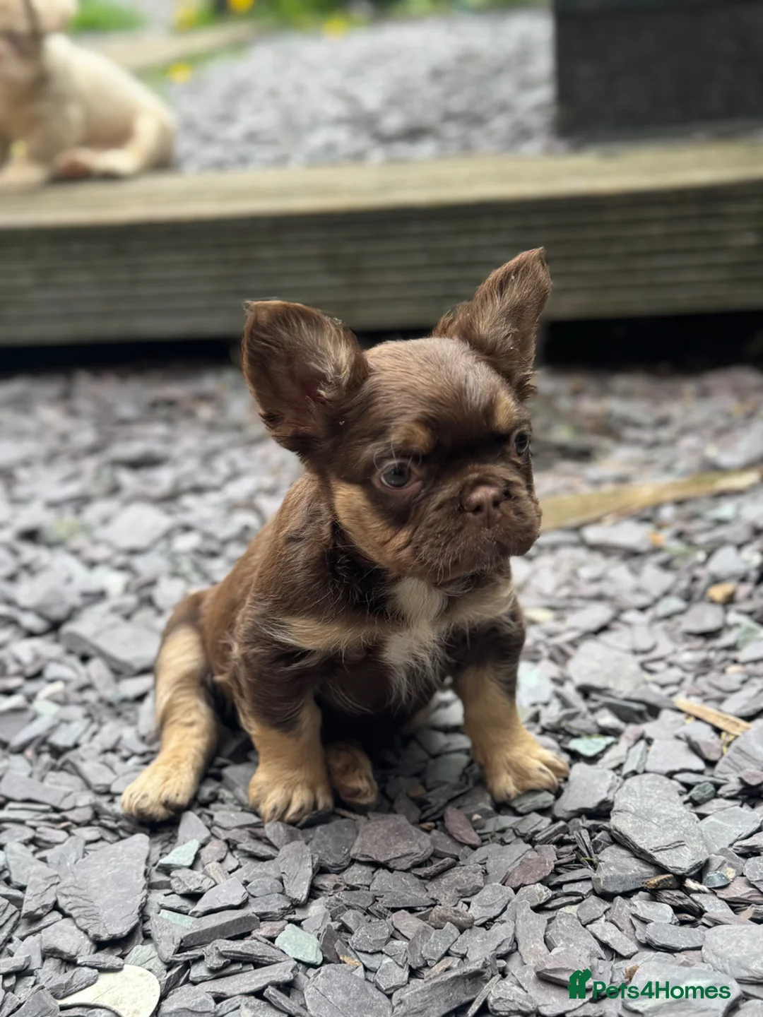 French Bulldog dogs for sale: Pink Fluffy Choc and Tan French Bulldog Puppies - Advert 21
