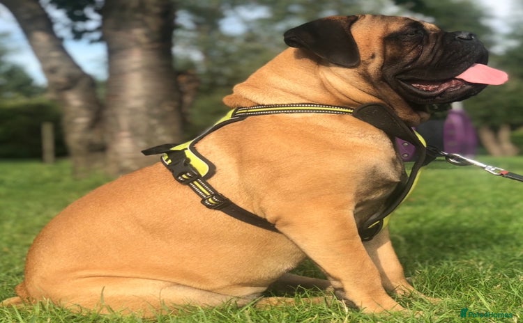 Bullmastiff dogs - Advert 7