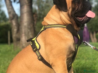 Bullmastiff dogs Beautiful Bullmastiff girl - Advert 1