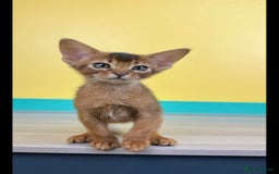 Abyssinian cats for sale: Raised with Love Abyssinian Kittens - Image 7