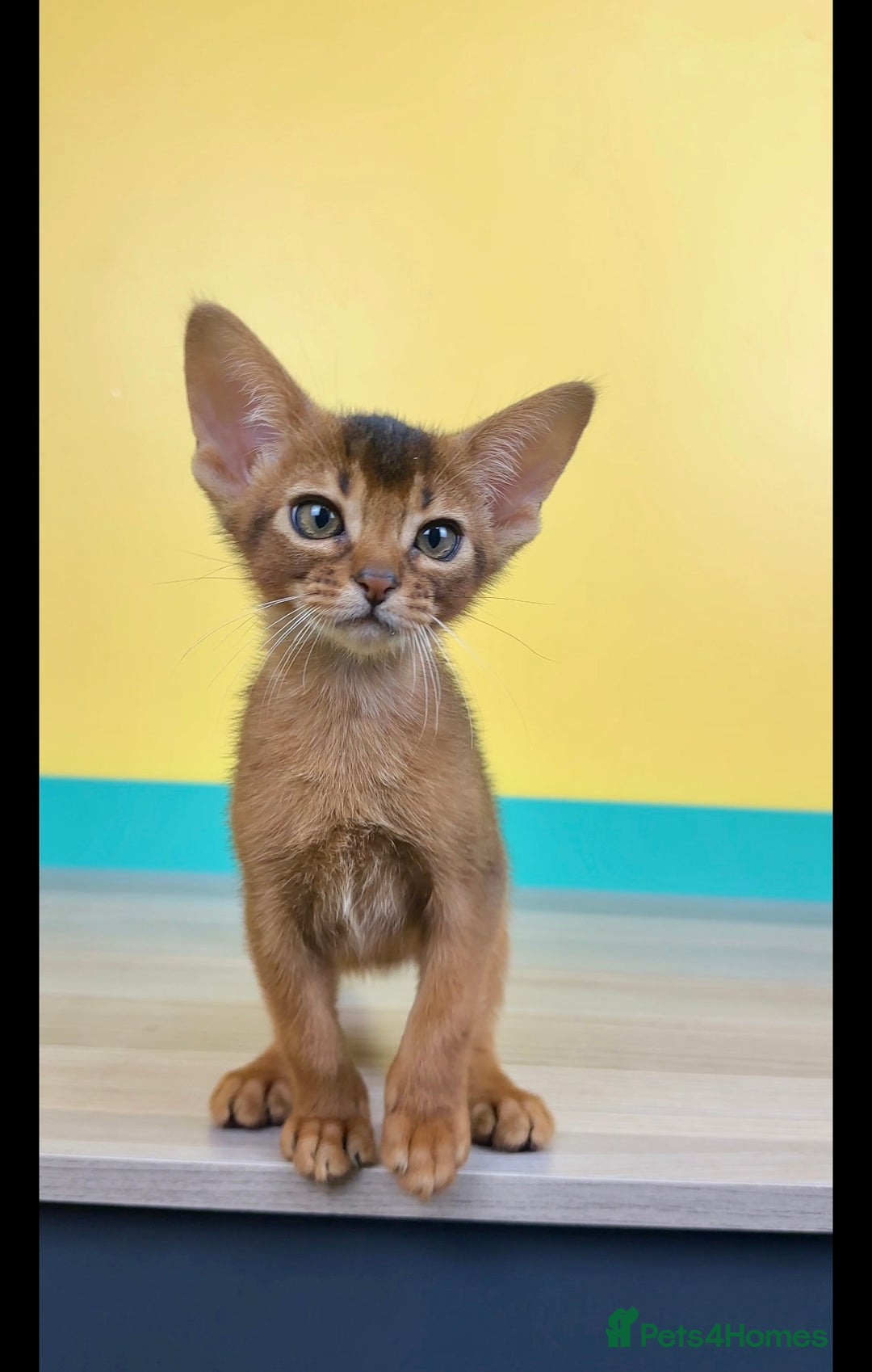 Abyssinian cats for sale: Raised with Love Abyssinian Kittens - Image 7