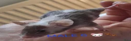 Mouse rodents for sale: MALE FANCY MICE 🐁🐾 in South Shields - Advert 18