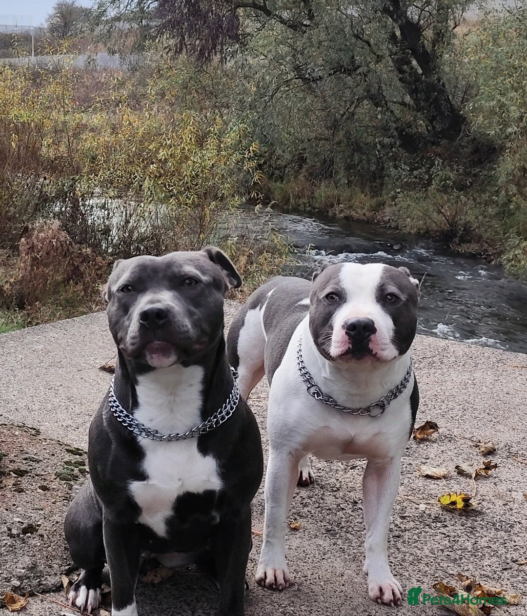 Staffordshire Bull Terrier dogs for sale: Staffordshire bull terrier puppies  - Advert 4