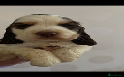 Cocker Spaniel dogs for sale: KC Show cocker spaniel pups chocolate Sable Roan   - Image 12