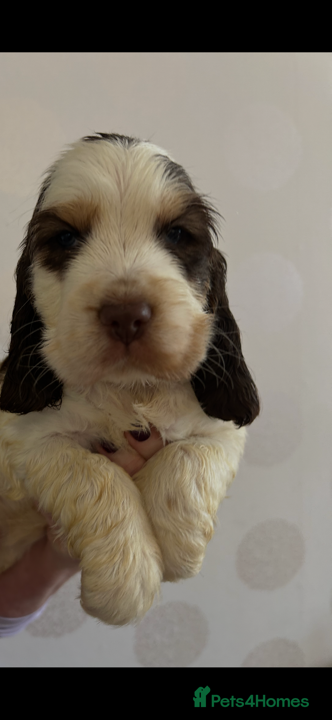 Cocker Spaniel dogs for sale: KC Show cocker spaniel pups chocolate Sable Roan   - Image 12