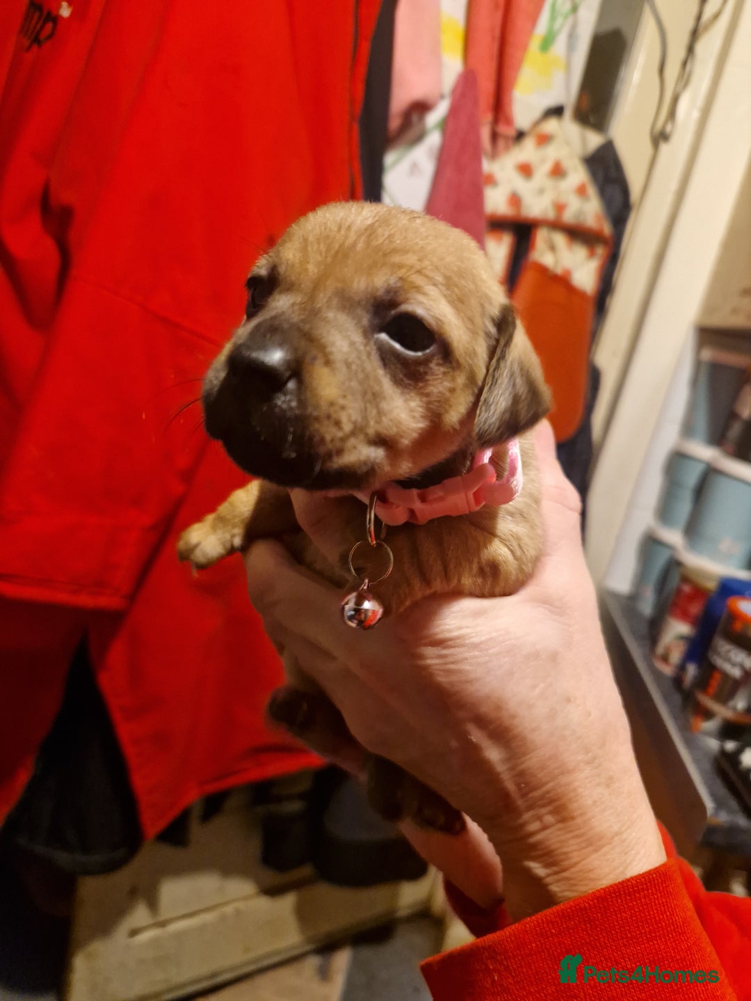 Mixed Breed dogs for sale: Staffy X Miniature Dachsund Puppies - Advert 17