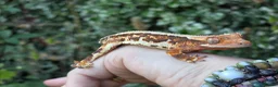 Gecko reptiles for sale: Crested geckos  - Advert 2
