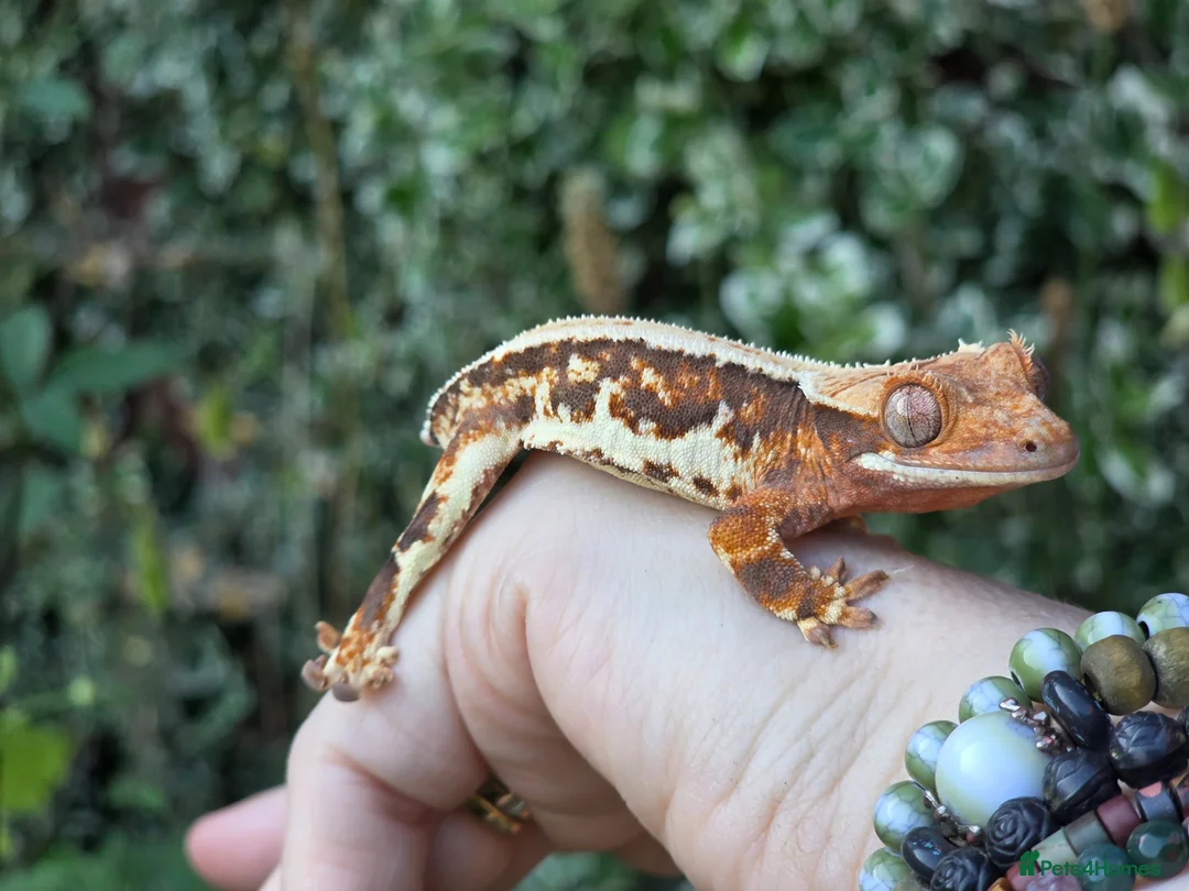 Gecko reptiles for sale: Crested geckos  - Advert 2