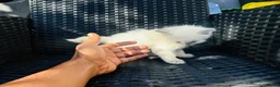 Ragdoll cats for sale: One ragdoll girls  - Advert 6