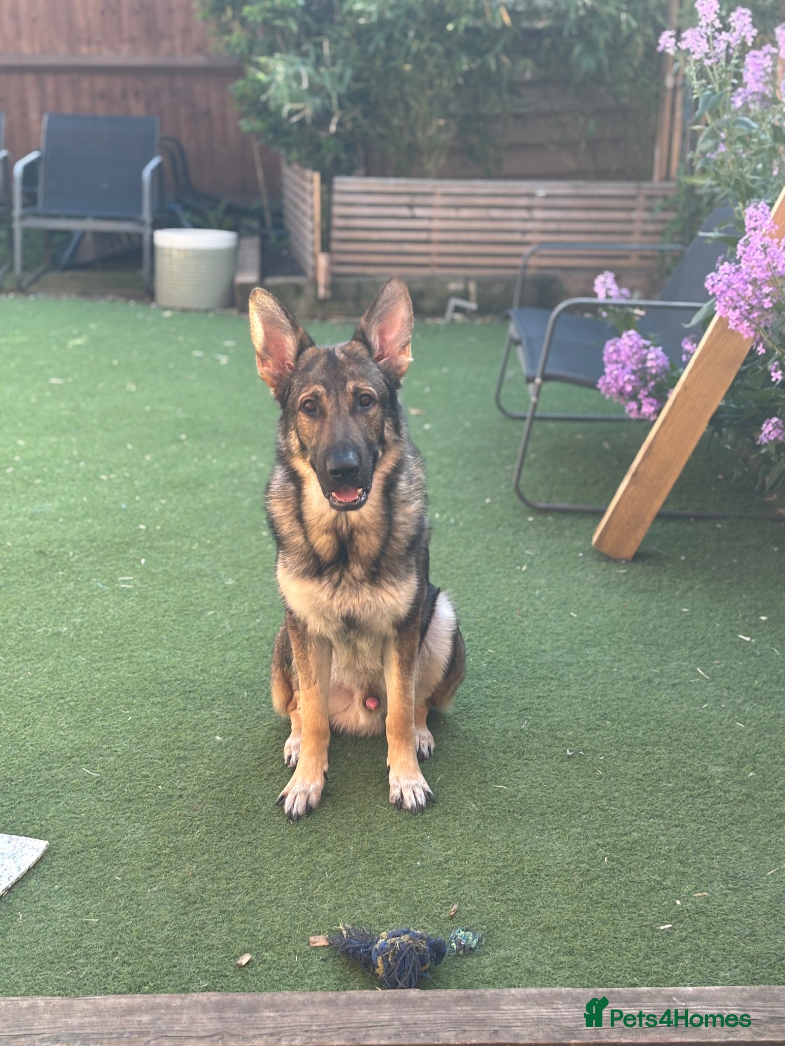 German Shepherd dogs Rehome German shepherd  - Advert 8