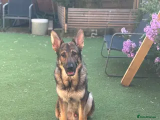 German Shepherd dogs Rehome German shepherd - Advert 8