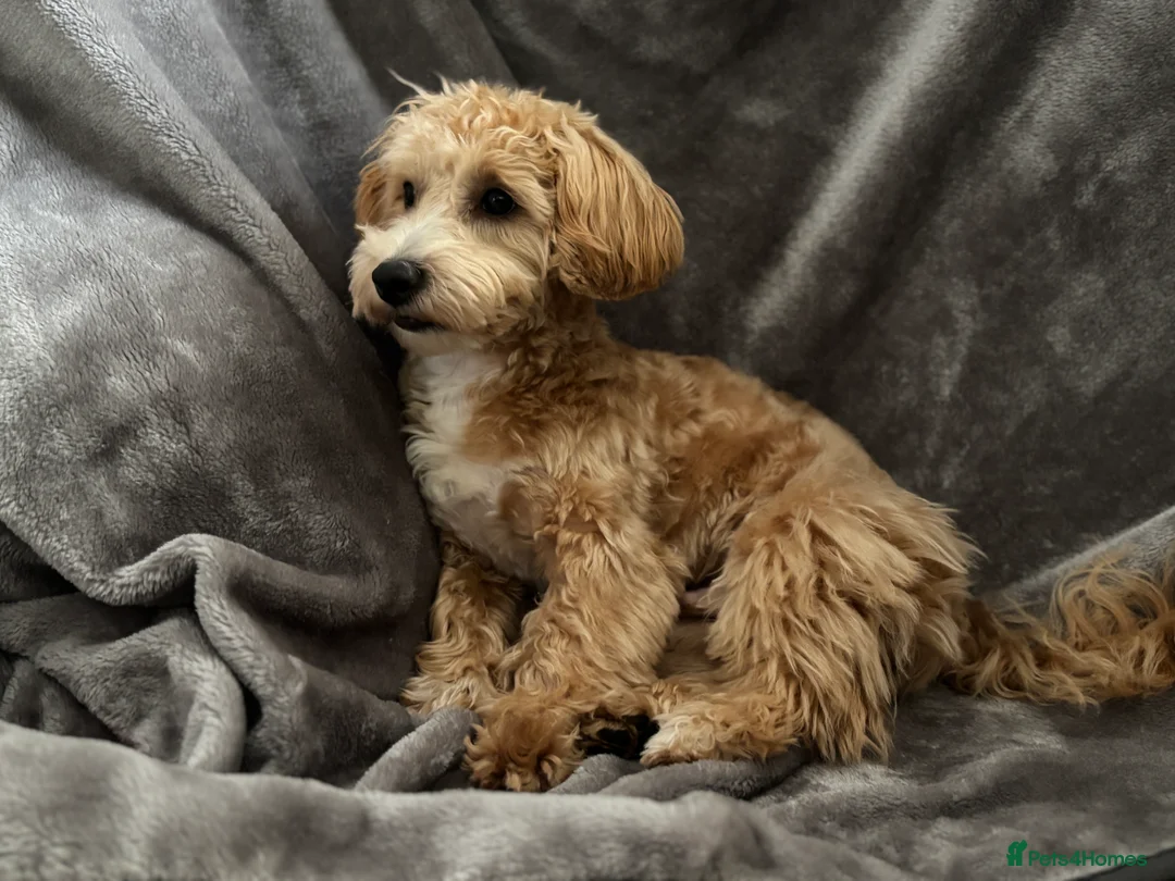 Maltipoo dogs for sale: 🐾 Maltipoo Puppy Looking for a Loving Home 🐾 in Wokingham - Advert 4