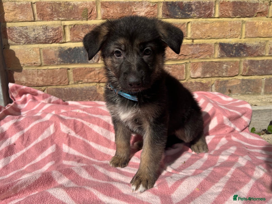 German Shepherd dogs for sale: Straight back short coat female GSD - Image 6
